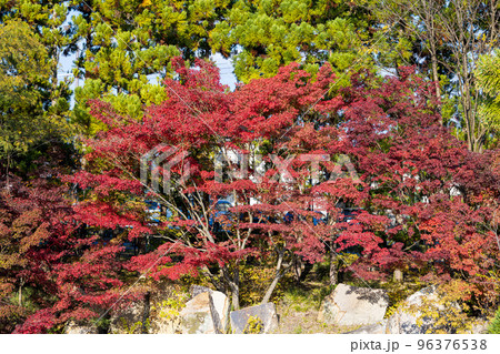 けいはんな記念公園「水景園」観月橋から崖の上の真っ赤なもみじを見る(画面一杯の赤) けいはんな記念公園「水景園」観月橋から崖の上の真っ赤なもみじを見る(画面一杯の赤) 96376538