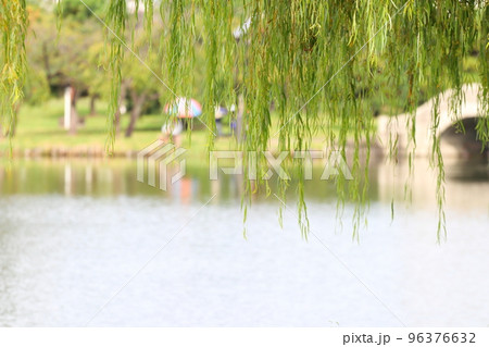 柳の向こうの川　水上公園 96376632