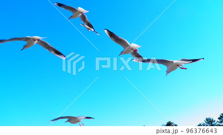 ユリカモメの飛翔 ユリカモメの飛翔 96376643