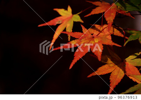 京都圓光寺の紅葉 京都圓光寺の紅葉 96376913