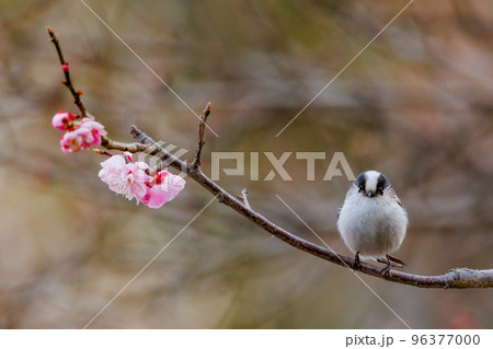 春を告げる花のウメよ愛くるしい仕草で小さな白い鳥 エナガ 96377000