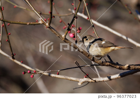 春を告げる花のウメと冬に綺麗な声でなく冬鳥のジョウビタキ 春を告げる花のウメと冬に綺麗な声でなく冬鳥のジョウビタキ 96377023