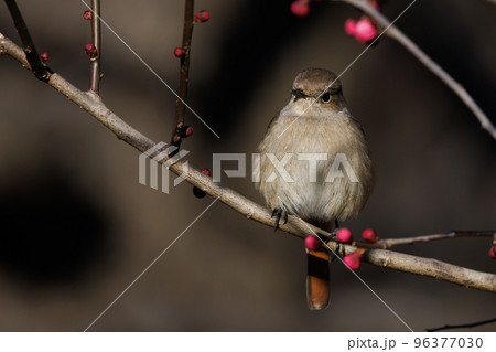 春を告げる花のウメと冬に綺麗な声でなく冬鳥のジョウビタキ 96377030