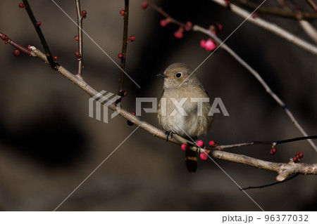春を告げる花のウメと冬に綺麗な声でなく冬鳥のジョウビタキ 春を告げる花のウメと冬に綺麗な声でなく冬鳥のジョウビタキ 96377032
