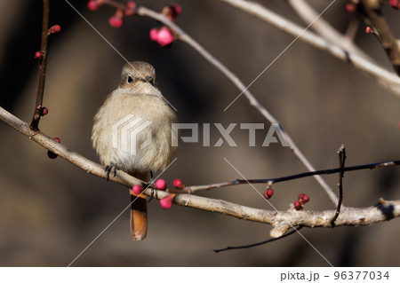 春を告げる花のウメと冬に綺麗な声でなく冬鳥のジョウビタキ 春を告げる花のウメと冬に綺麗な声でなく冬鳥のジョウビタキ 96377034