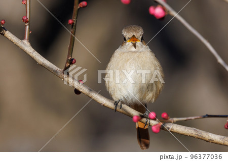 春を告げる花のウメと冬に綺麗な声でなく冬鳥のジョウビタキ 96377036