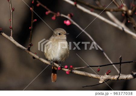 春を告げる花のウメと冬に綺麗な声でなく冬鳥のジョウビタキ 春を告げる花のウメと冬に綺麗な声でなく冬鳥のジョウビタキ 96377038