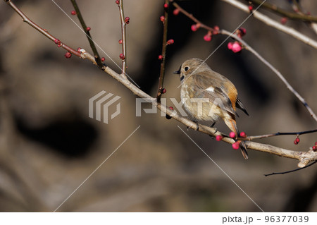 春を告げる花のウメと冬に綺麗な声でなく冬鳥のジョウビタキ 春を告げる花のウメと冬に綺麗な声でなく冬鳥のジョウビタキ 96377039