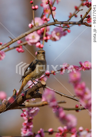 春を告げる花のウメと冬に綺麗な声でなく冬鳥のジョウビタキ 春を告げる花のウメと冬に綺麗な声でなく冬鳥のジョウビタキ 96377041