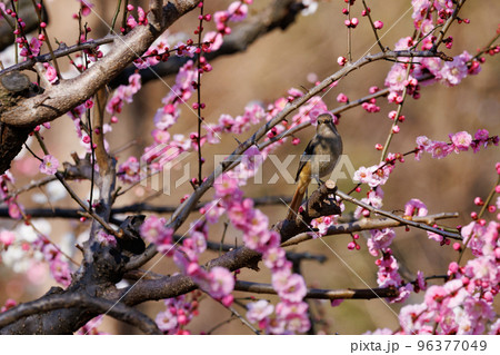 春を告げる花のウメと冬に綺麗な声でなく冬鳥のジョウビタキ 春を告げる花のウメと冬に綺麗な声でなく冬鳥のジョウビタキ 96377049