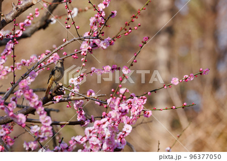 春を告げる花のウメと冬に綺麗な声でなく冬鳥のジョウビタキ 春を告げる花のウメと冬に綺麗な声でなく冬鳥のジョウビタキ 96377050