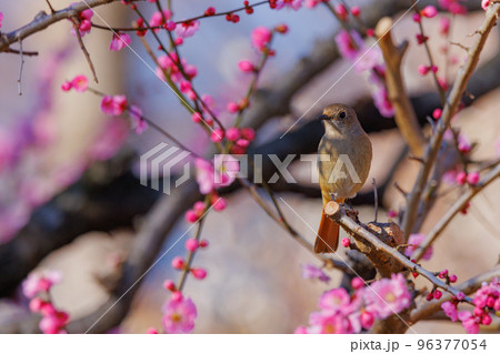 春を告げる花のウメと冬に綺麗な声でなく冬鳥のジョウビタキ 春を告げる花のウメと冬に綺麗な声でなく冬鳥のジョウビタキ 96377054