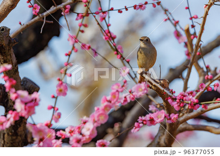 春を告げる花のウメと冬に綺麗な声でなく冬鳥のジョウビタキ 春を告げる花のウメと冬に綺麗な声でなく冬鳥のジョウビタキ 96377055