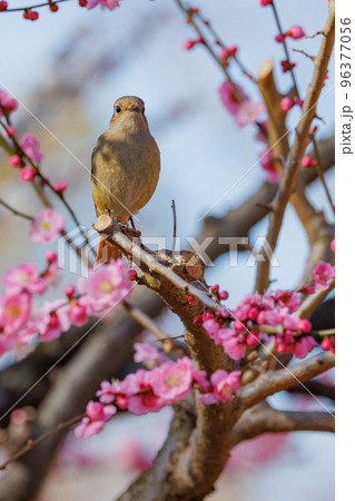 春を告げる花のウメと冬に綺麗な声でなく冬鳥のジョウビタキ 春を告げる花のウメと冬に綺麗な声でなく冬鳥のジョウビタキ 96377056