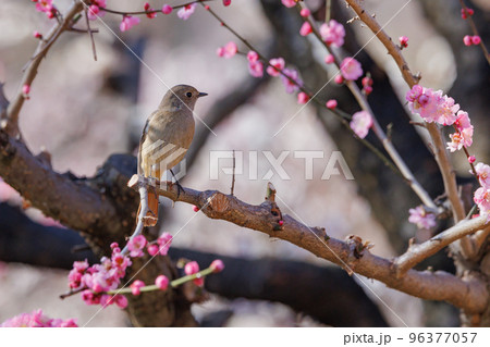 春を告げる花のウメと冬に綺麗な声でなく冬鳥のジョウビタキ 春を告げる花のウメと冬に綺麗な声でなく冬鳥のジョウビタキ 96377057
