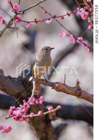 春を告げる花のウメと冬に綺麗な声でなく冬鳥のジョウビタキ 春を告げる花のウメと冬に綺麗な声でなく冬鳥のジョウビタキ 96377058