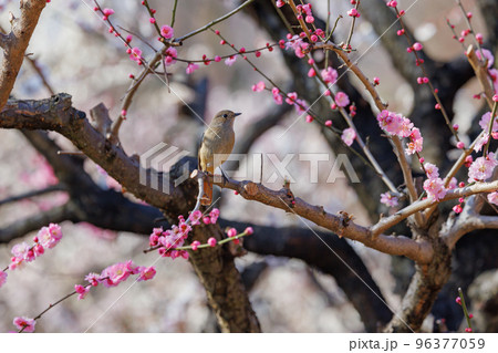 春を告げる花のウメと冬に綺麗な声でなく冬鳥のジョウビタキ 春を告げる花のウメと冬に綺麗な声でなく冬鳥のジョウビタキ 96377059