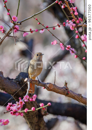 春を告げる花のウメと冬に綺麗な声でなく冬鳥のジョウビタキ 春を告げる花のウメと冬に綺麗な声でなく冬鳥のジョウビタキ 96377060