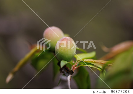 食べるも飲むの良しの春を告げる花のみ青梅 食べるも飲むの良しの春を告げる花のみ青梅 96377208
