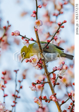 梅に鶯と勘違いされる梅にメジロ 梅に鶯と勘違いされる梅にメジロ 96377270