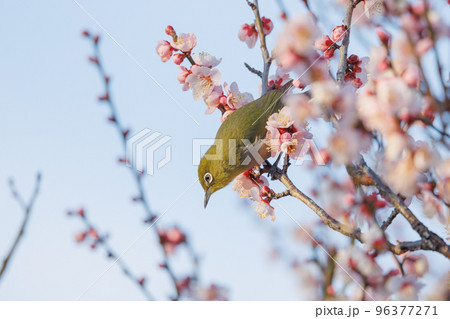 梅に鶯と勘違いされる梅にメジロ 96377271