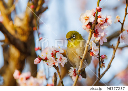 梅に鶯と勘違いされる梅にメジロ 96377287