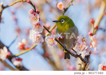 梅に鶯と勘違いされる梅にメジロ 梅に鶯と勘違いされる梅にメジロ 96377360