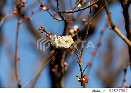 春を告げる花　ウメ 96377562