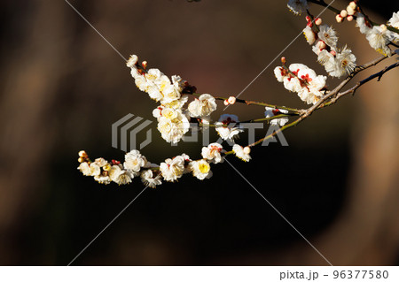 春を告げる花 ウメ 春を告げる花 ウメ 96377580