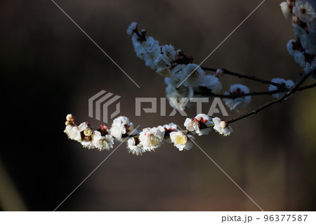 春を告げる花　ウメ 96377587