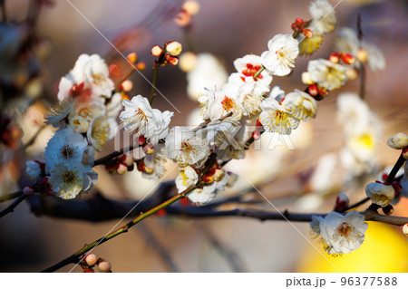 春を告げる花　ウメ 96377588