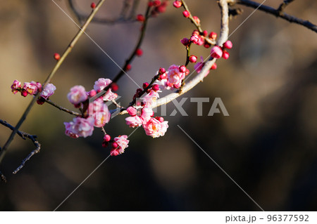 春を告げる花 ウメ 春を告げる花 ウメ 96377592