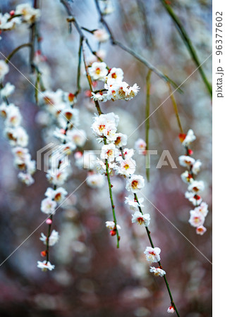 春を告げる花　ウメ 96377602