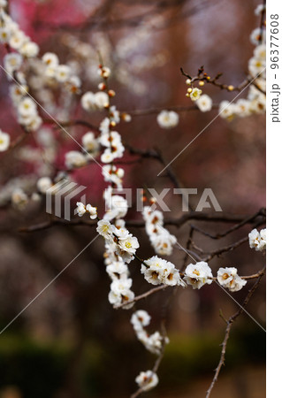 春を告げる花 ウメ 春を告げる花 ウメ 96377608