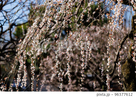 春を告げる花　ウメ 96377612