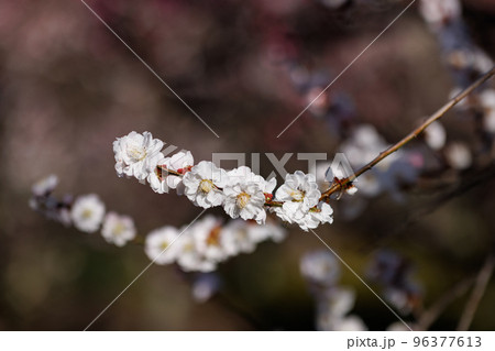 春を告げる花　ウメ 96377613