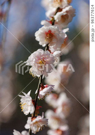 春を告げる花　ウメ 96377614
