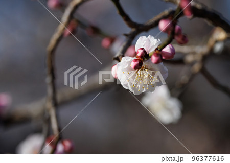 春を告げる花　ウメ 96377616