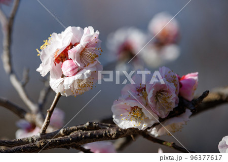 春を告げる花　ウメ 96377617