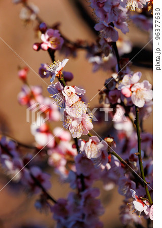春を告げる花　ウメ 96377630