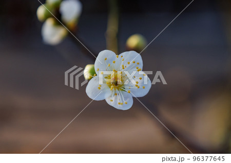 春を告げる花　ウメ 96377645