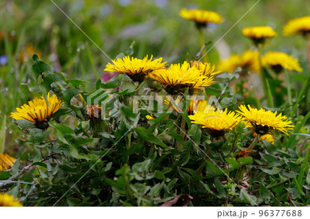 春の野草として身近な存在のタンポポ 春の野草として身近な存在のタンポポ 96377688