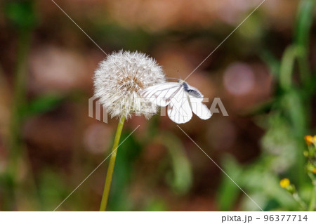 春の野草として身近な存在のタンポポ 96377714