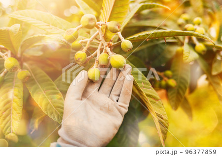Farmer takes care of the medlar fruit trees 96377859