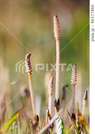 春の代名詞スギナの子のツクシ 春の代名詞スギナの子のツクシ 96377860