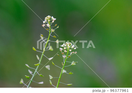 春の七草の一つ　ナズナ 96377961