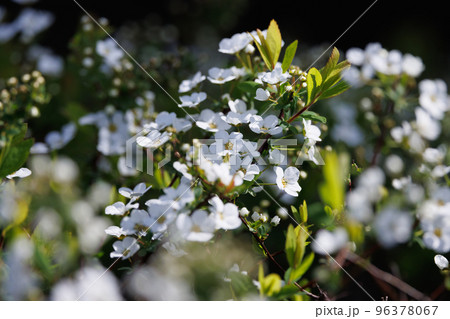 花壇や公園で良く植えられ、春、雪が降り積もったような沢山の白い花を咲かせて綺麗なユキヤナギ 花壇や公園で良く植えられ、春、雪が降り積もったような沢山の白い花を咲かせて綺麗なユキヤナギ 96378067