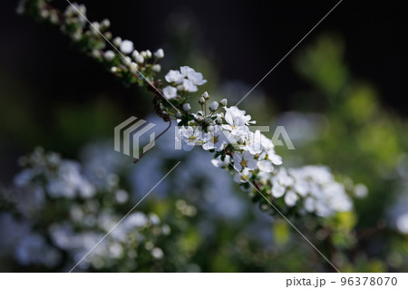 花壇や公園で良く植えられ、春、雪が降り積もったような沢山の白い花を咲かせて綺麗なユキヤナギ 96378070