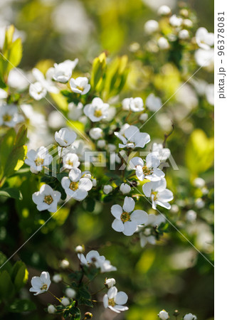 花壇や公園で良く植えられ、春、雪が降り積もったような沢山の白い花を咲かせて綺麗なユキヤナギ 96378081