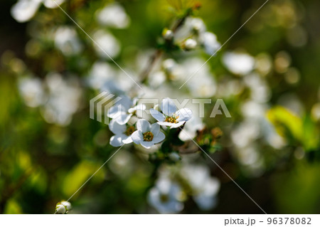 花壇や公園で良く植えられ、春、雪が降り積もったような沢山の白い花を咲かせて綺麗なユキヤナギ 96378082